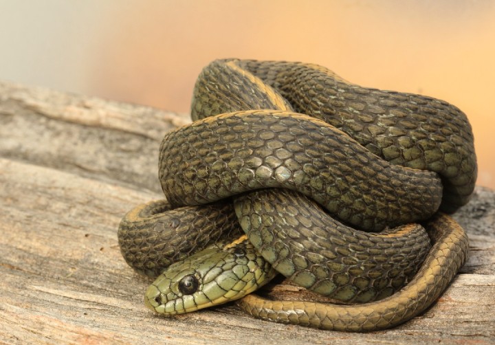 Santa Cruz Garter Snake